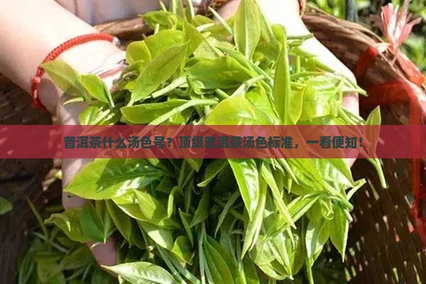 普洱茶什么汤色号