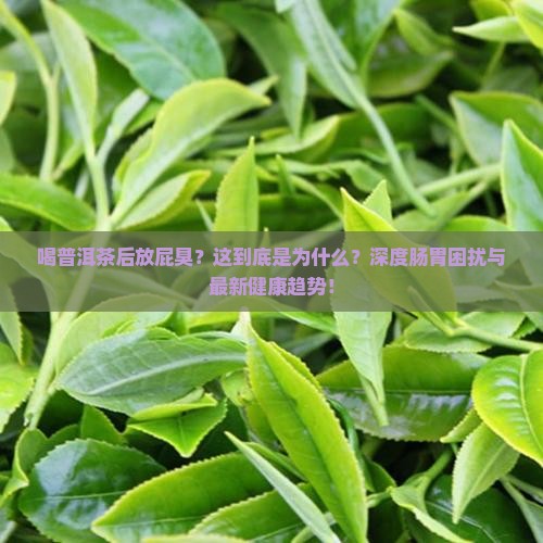 喝普洱茶后放屁臭
