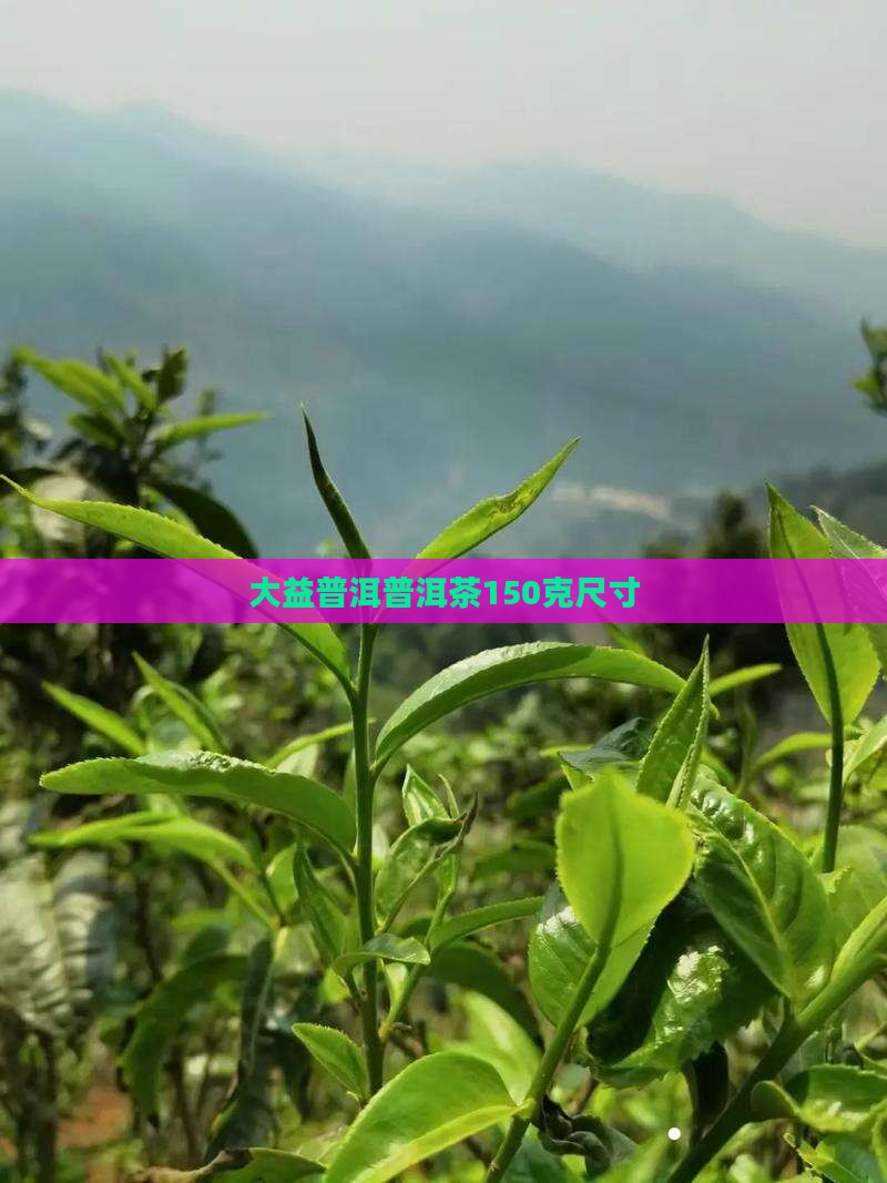 大益150克普洱茶尺寸