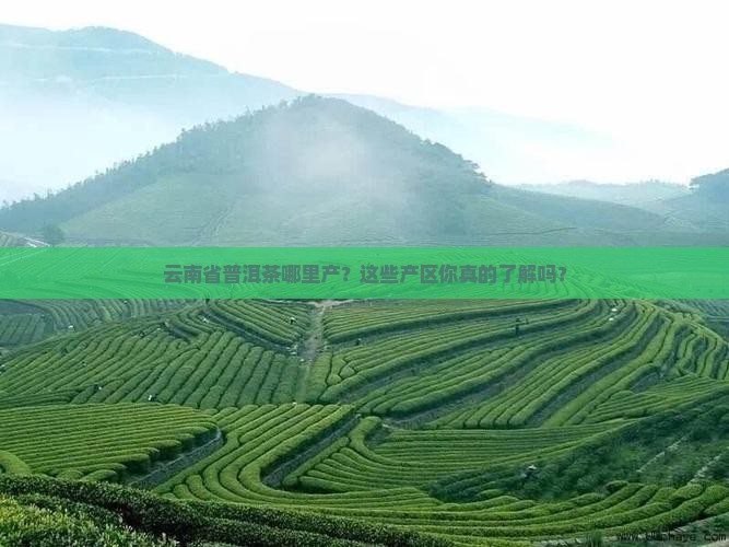 云南省普洱茶分布地区及产区