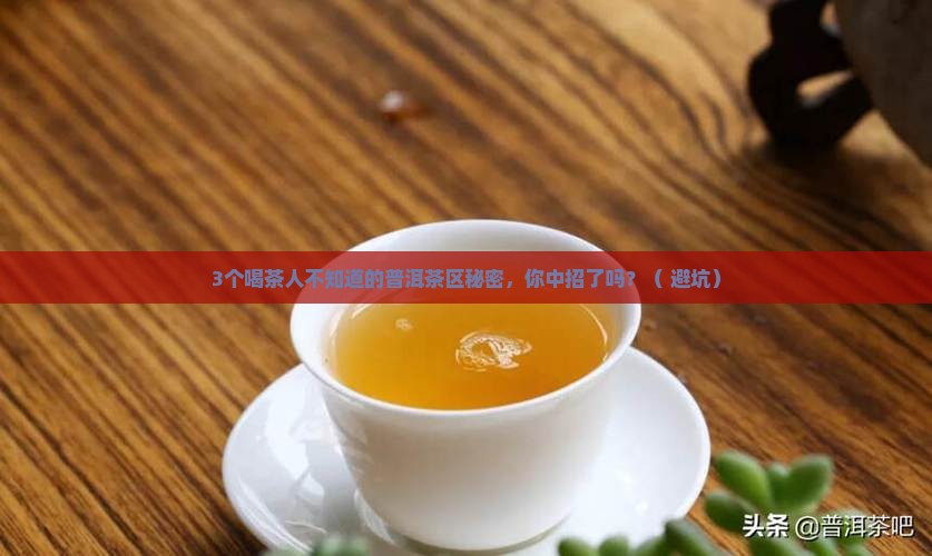 懂过普洱茶是哪个茶区