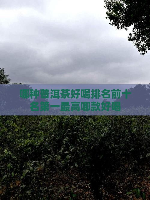 哪种普洱茶好喝排名