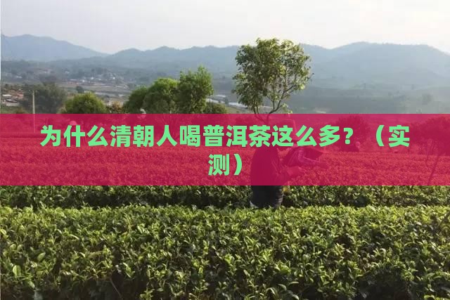 清朝的普洱茶为什么那么多