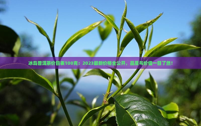 冰岛普洱茶价目表100克