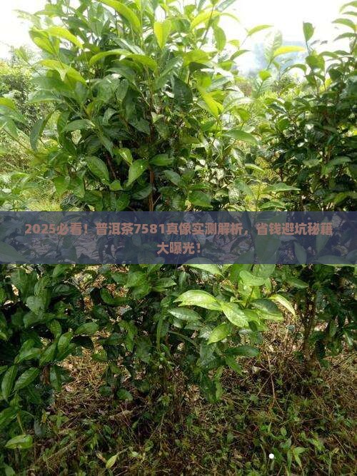 2017年普洱茶7581