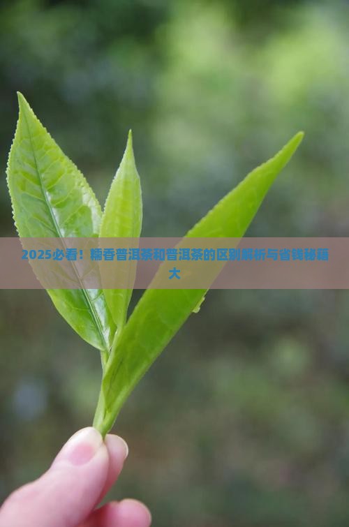 糯香普洱茶和普洱茶的区别
