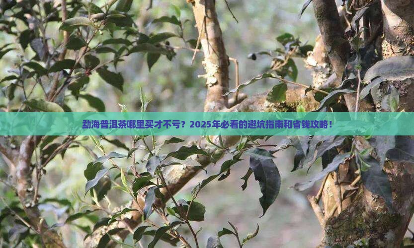 勐海普洱茶哪里好卖啊多少钱