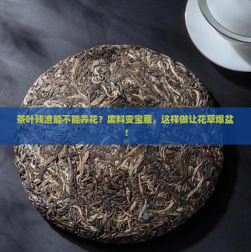 茶叶残渣能不能养花