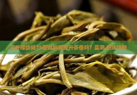 茶叶揉捻机75型