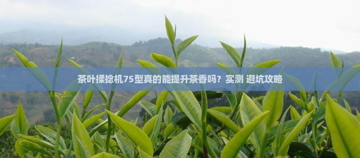 茶叶揉捻机75型