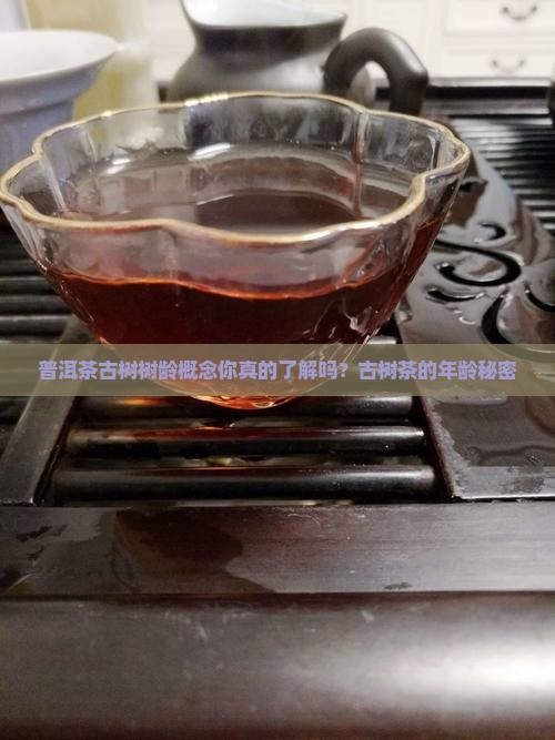 普洱茶古树树龄概念