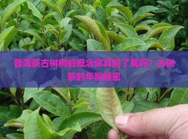 普洱茶古树树龄概念