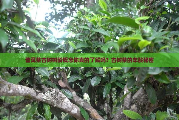 普洱茶古树树龄概念