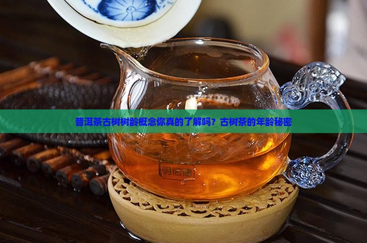 普洱茶古树树龄概念