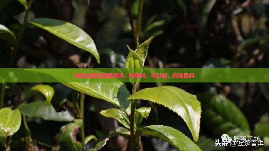 胖男生喝普洱茶