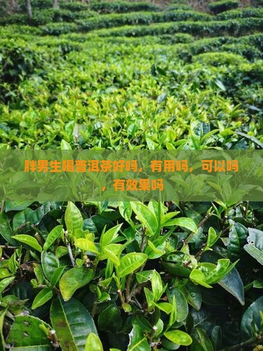 胖男生喝普洱茶