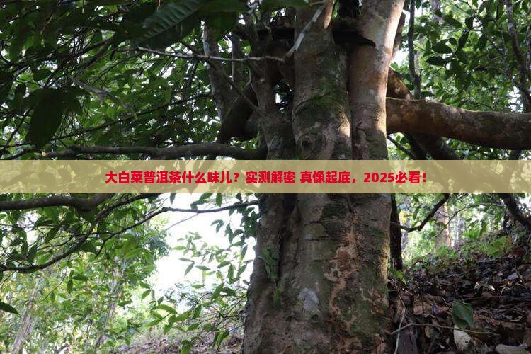 大白菜普洱茶什么味道