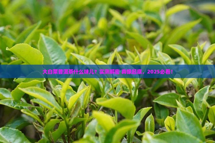 大白菜普洱茶什么味道