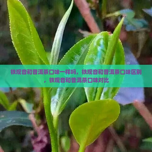 铁观音和普洱茶口味
