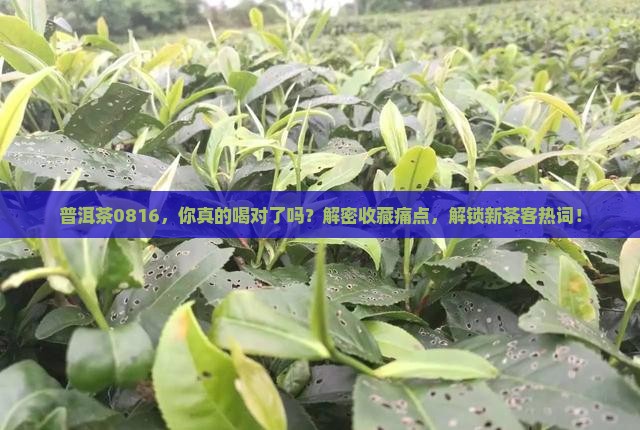 普洱茶编号0816