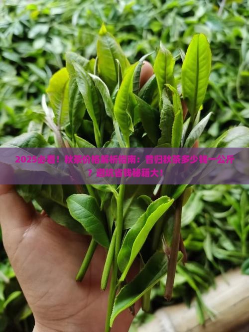 昔归秋茶多少钱一公斤