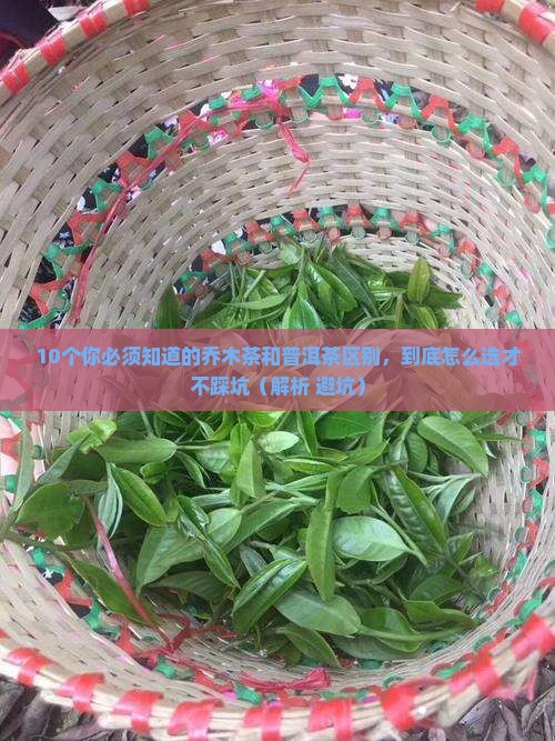 什么叫乔木茶和普洱茶