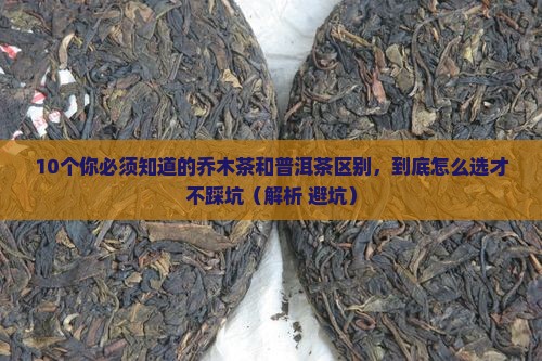 什么叫乔木茶和普洱茶