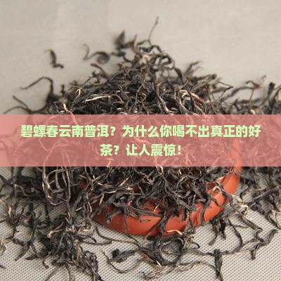 碧螺春云南普洱