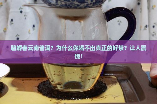 碧螺春云南普洱