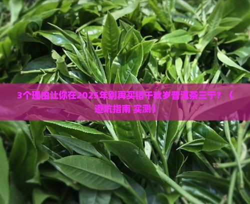 千秋岁普洱茶三宁