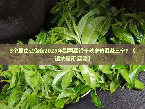 千秋岁普洱茶三宁