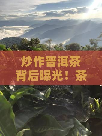 台湾炒作普洱茶