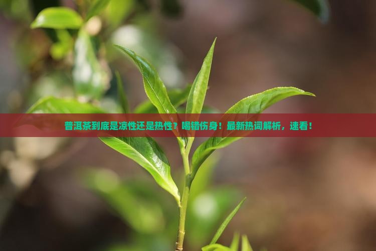 普洱茶的凉热之分