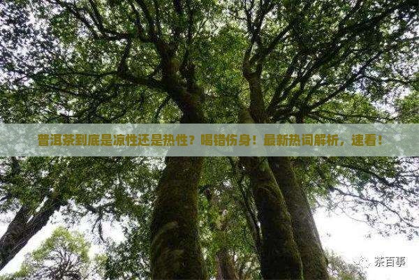 普洱茶的凉热之分