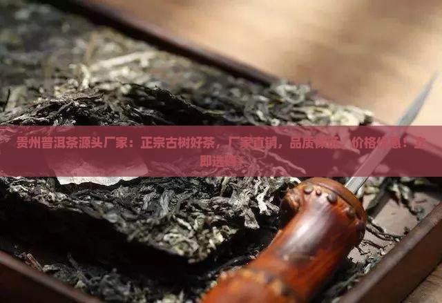 贵州普洱茶源头厂家