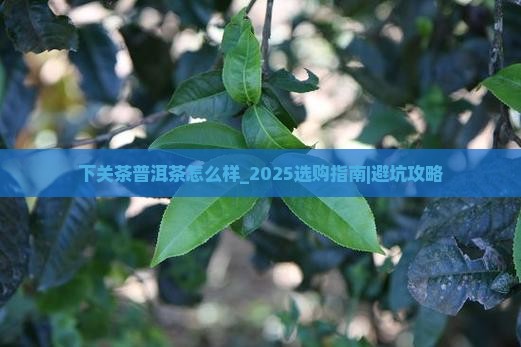 下关茶普洱茶怎么样