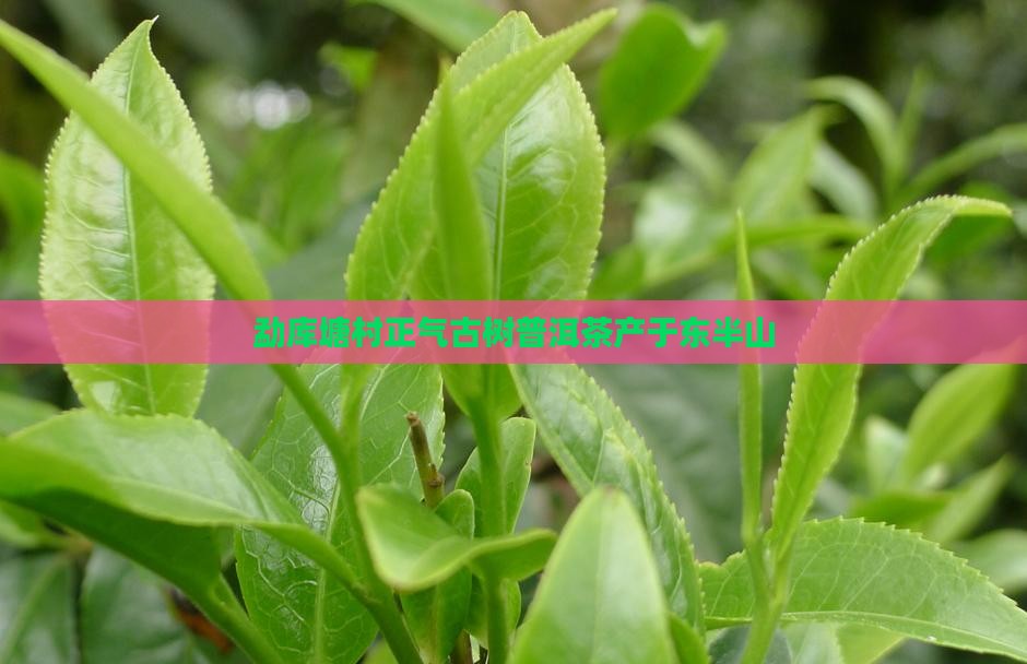 勐库东半山的普洱茶
