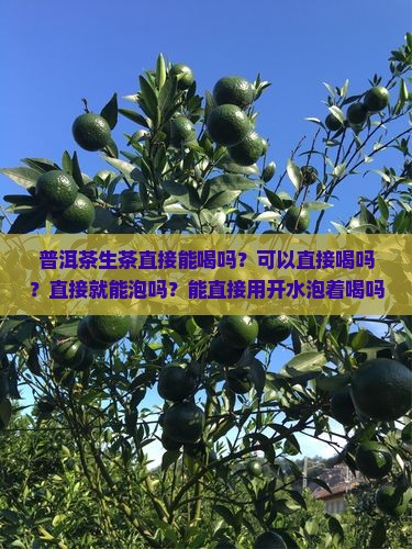 普洱茶生茶直接能喝