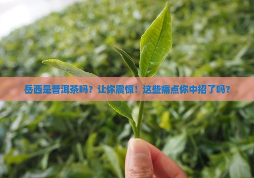 岳西是普洱茶吗