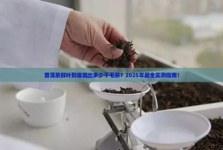 普洱茶鲜叶能出多少干毛茶