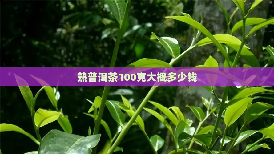 熟普洱茶100克