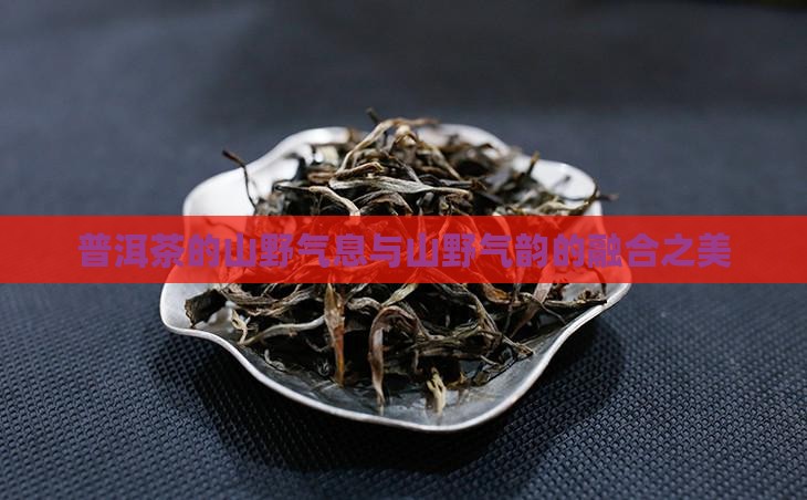 普洱茶的山野气息