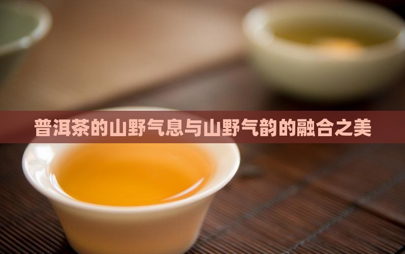普洱茶的山野气息
