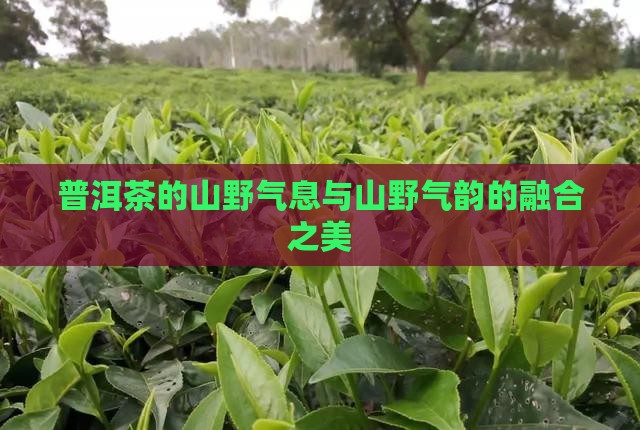 普洱茶的山野气息