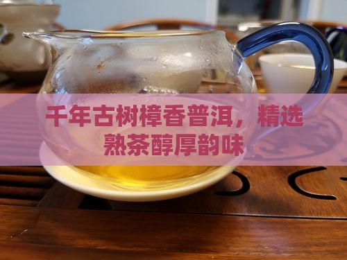 千年古树樟香普洱，精选熟茶醇厚韵味