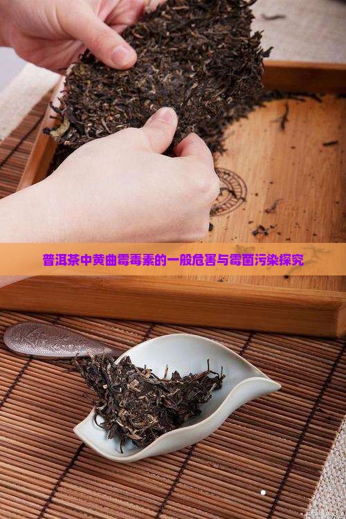 普洱茶中黄曲霉毒素的一般危害与霉菌污染探究