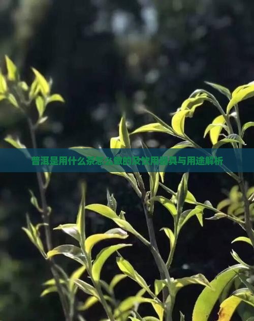 普洱是用什么茶怎么做的及饮用器具与用途解析