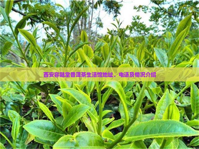 西安容融堂普洱茶生活馆地址、电话及情况介绍