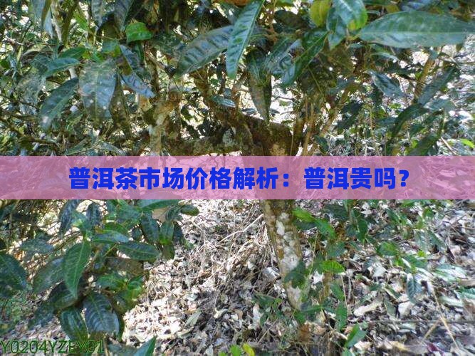 普洱茶市场价格解析：普洱贵吗？