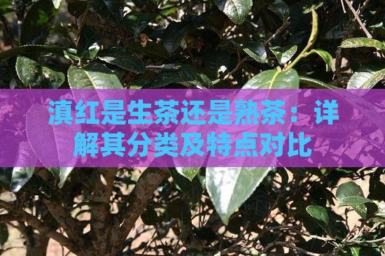 滇红是生茶还是熟茶：详解其分类及特点对比